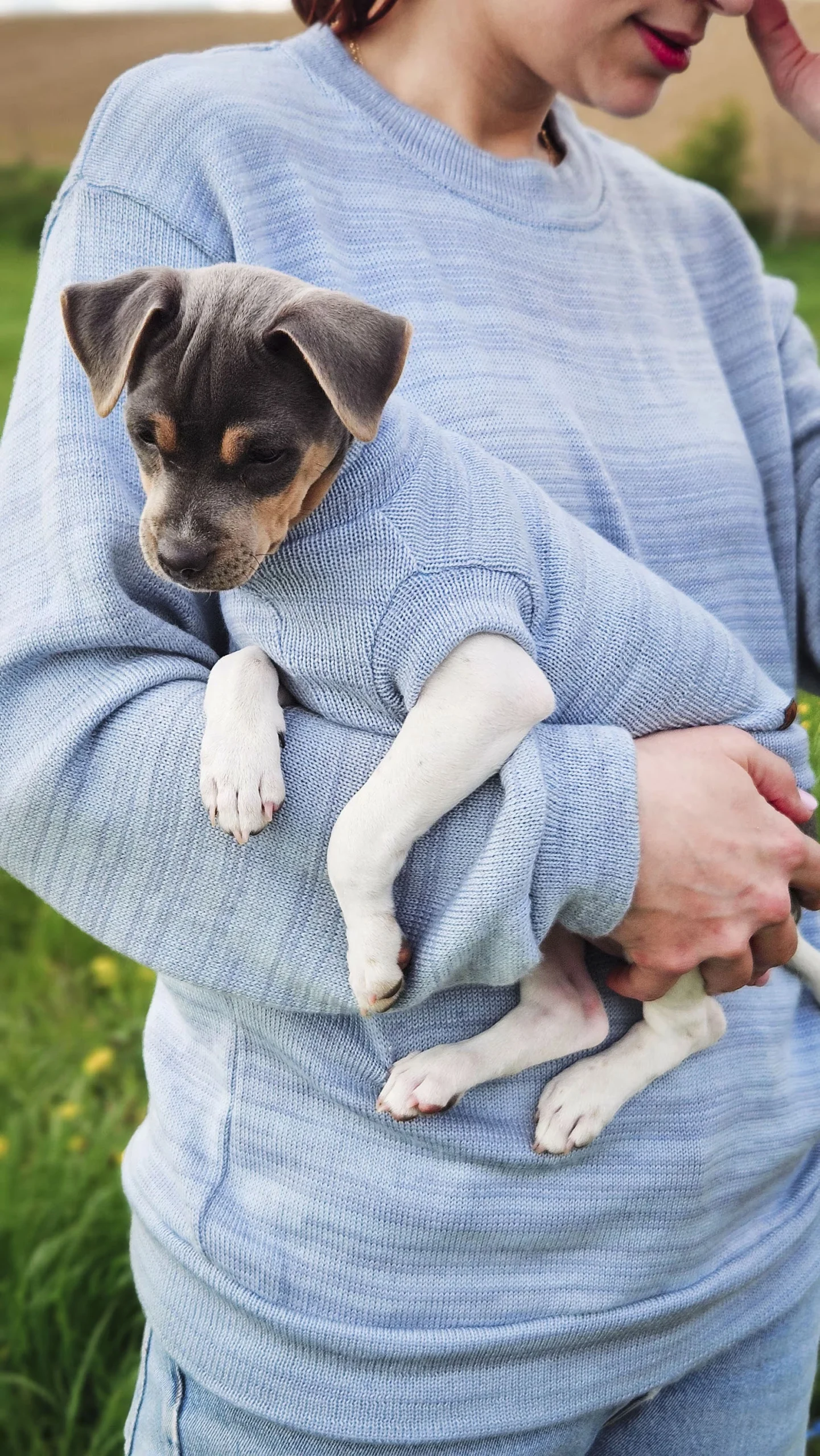 pies melanż 1 Merino wool dog sweater with melange pattern - Custom made - Image 2