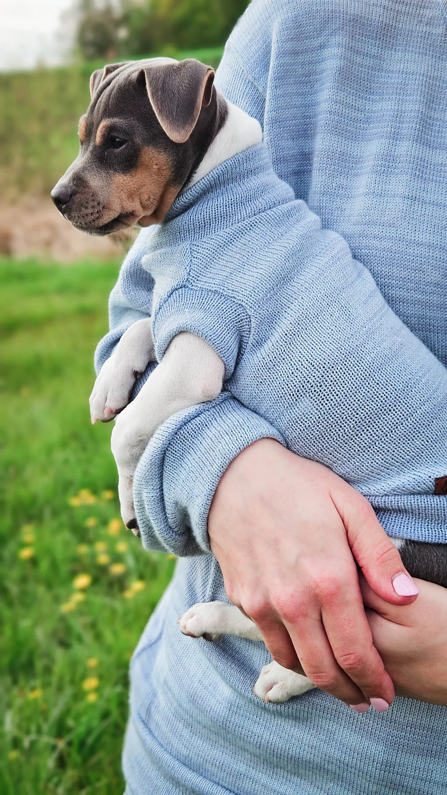 pies melanż 3 Merino wool dog sweater with melange pattern - Custom made - Image 1