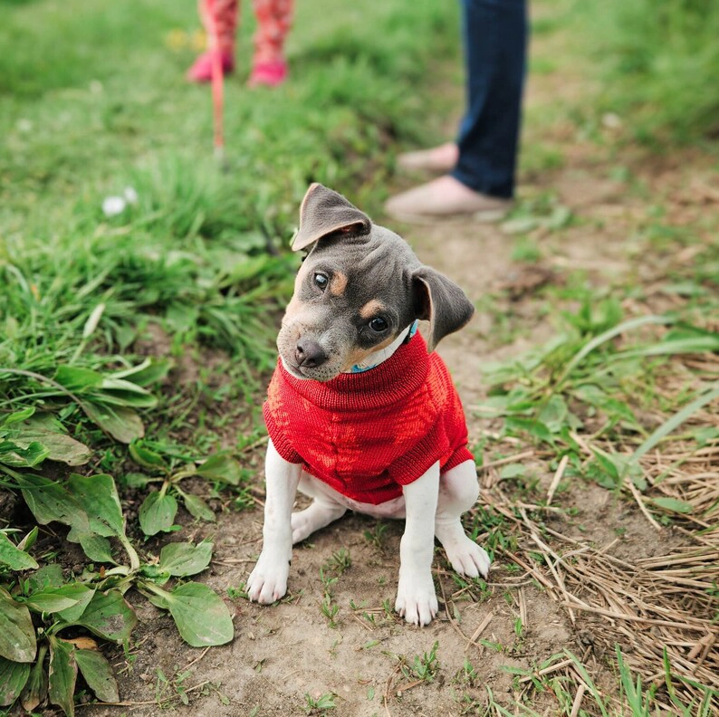 pies paprotki 2 Custom Whippet merino wool Sweater – JACQUARD PATTERN - Image 9