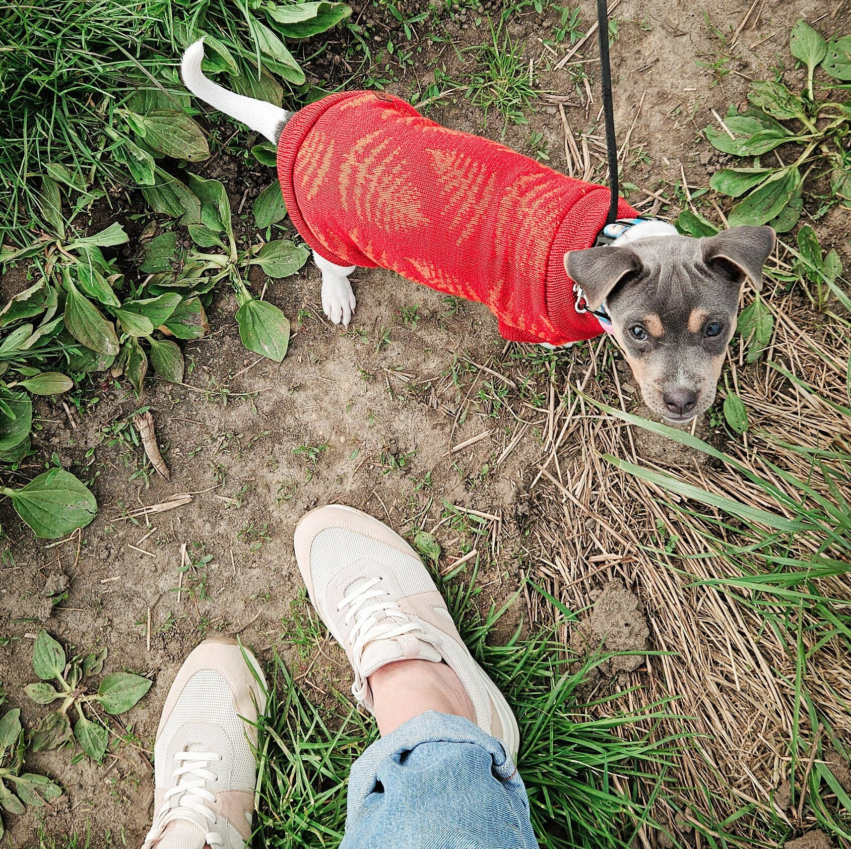 pies paprotki 6 Custom Whippet merino wool Sweater – JACQUARD PATTERN - Image 10