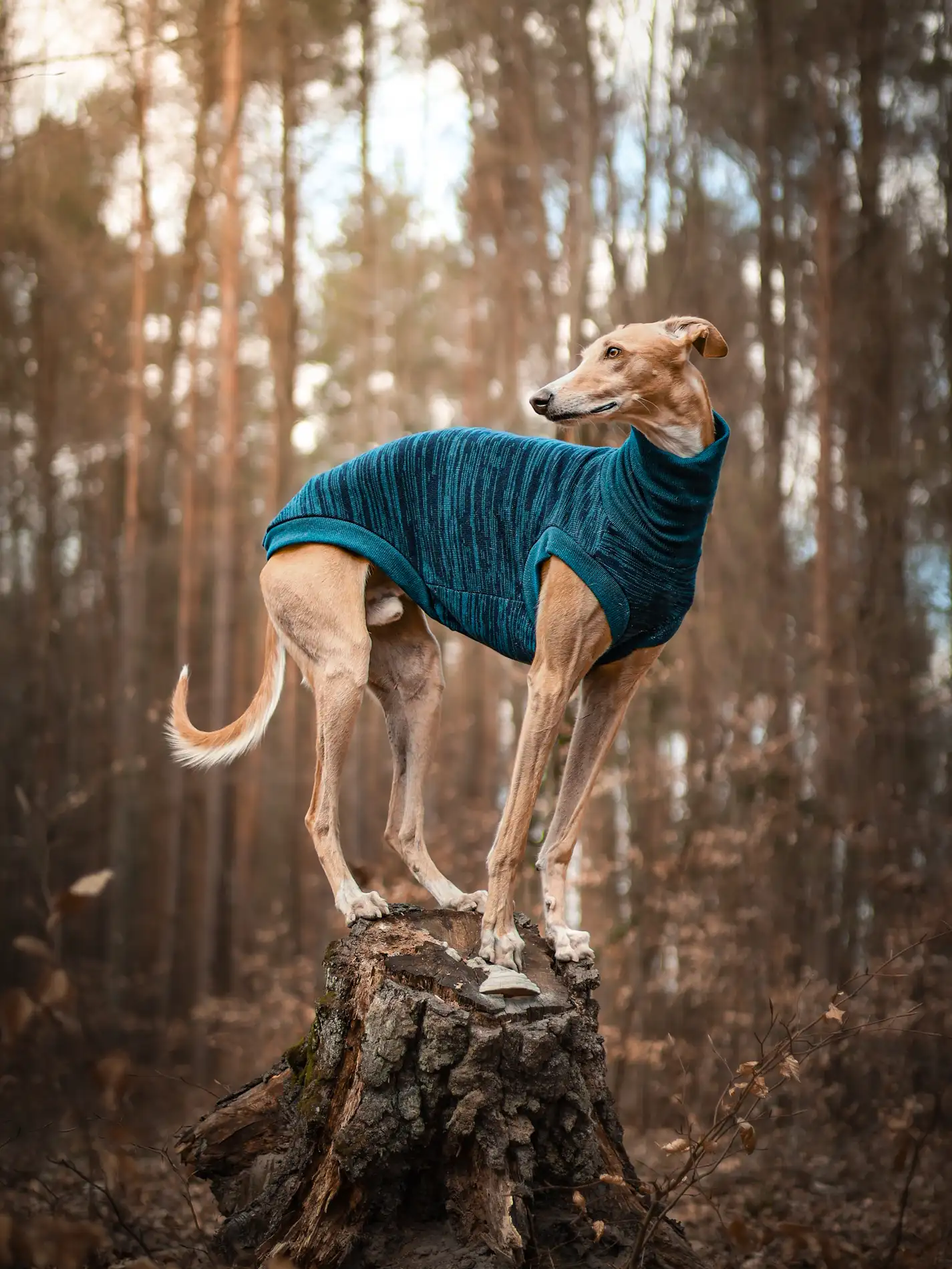 1000065698 kopia Custom Whippet merino wool Sweater – JACQUARD PATTERN - Image 8