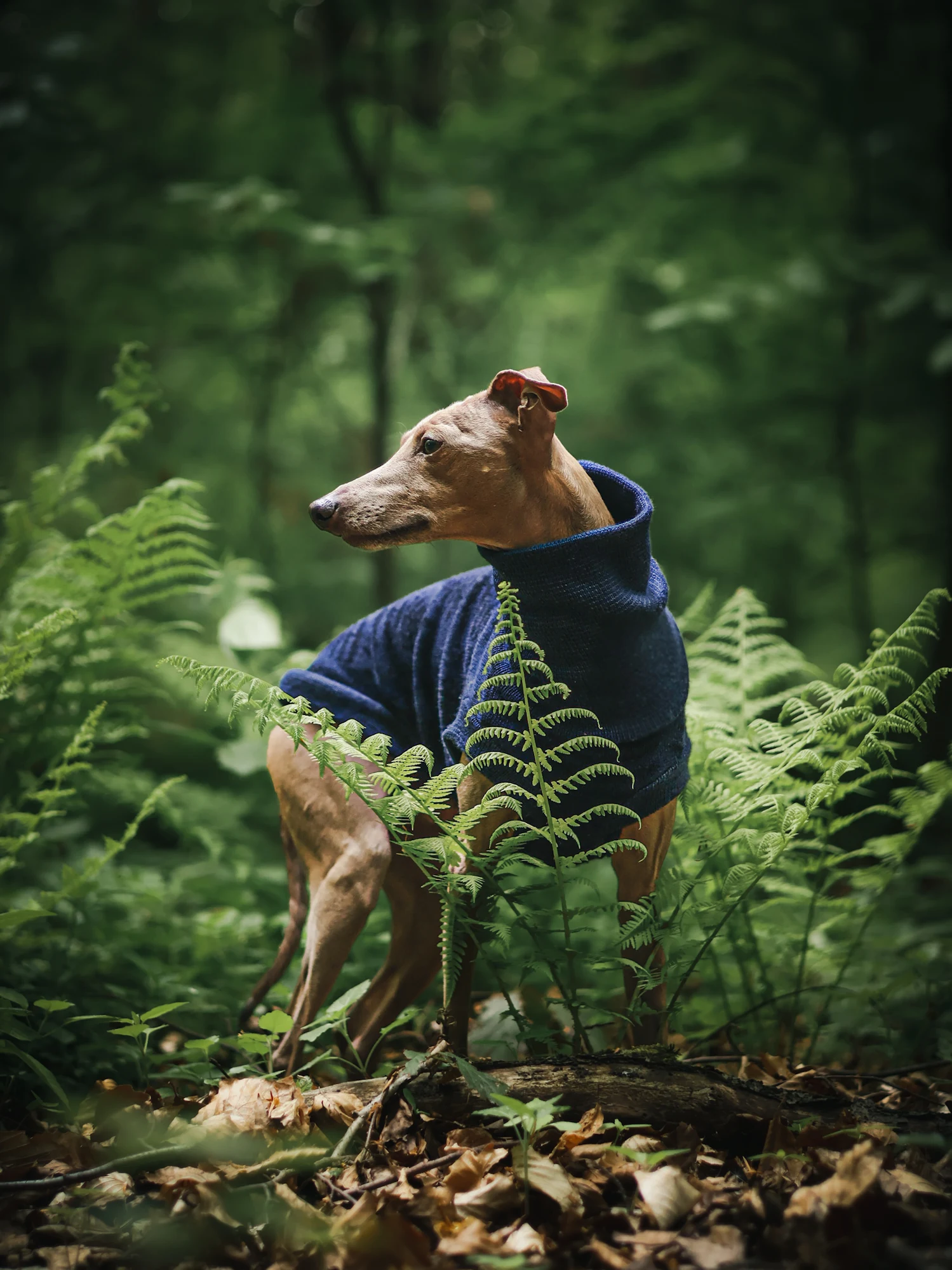 1000068849 kopia Custom Whippet merino wool Sweater – JACQUARD PATTERN - Image 4