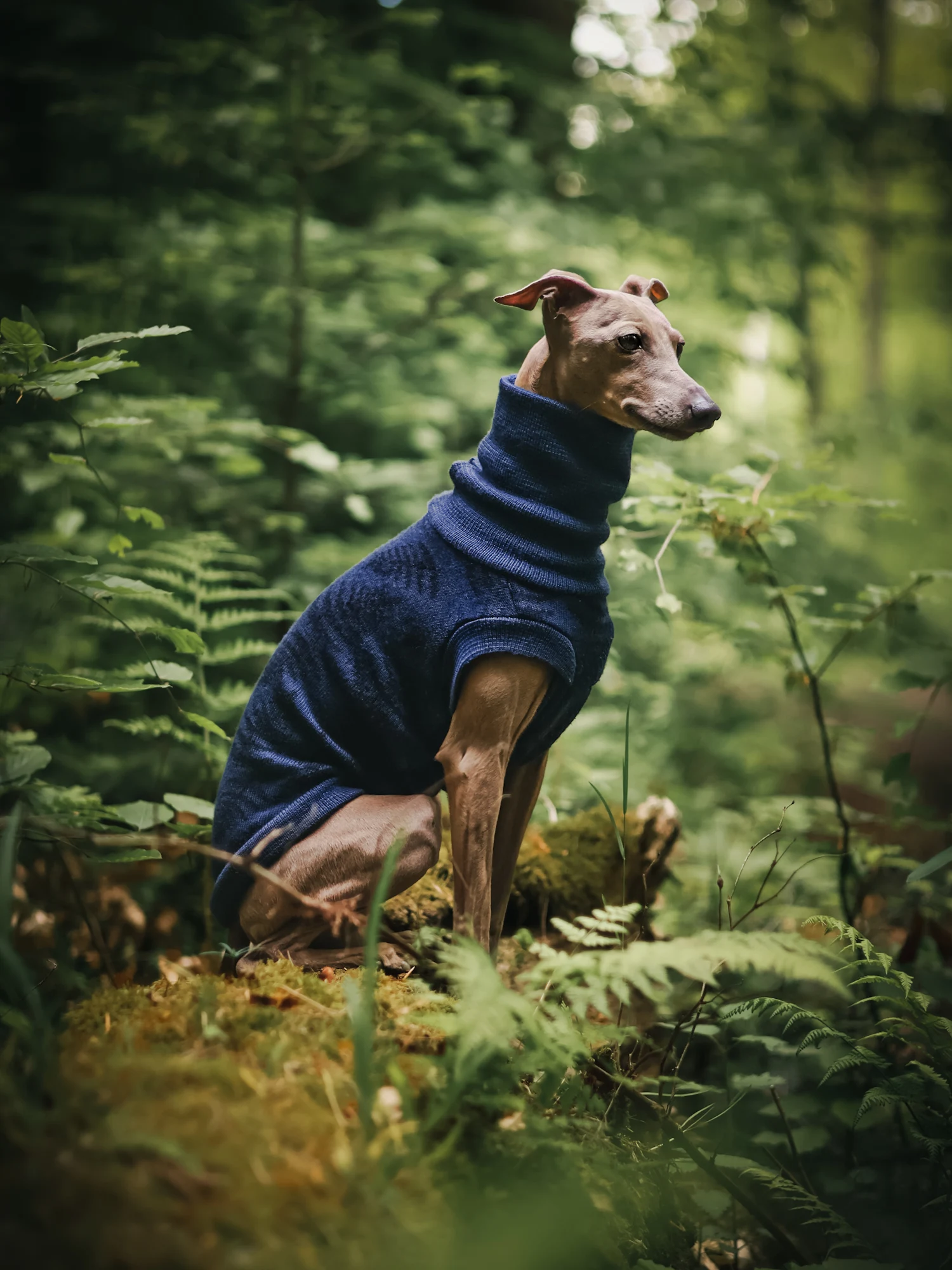 1000068853 kopia Custom Whippet merino wool Sweater – JACQUARD PATTERN - Image 3