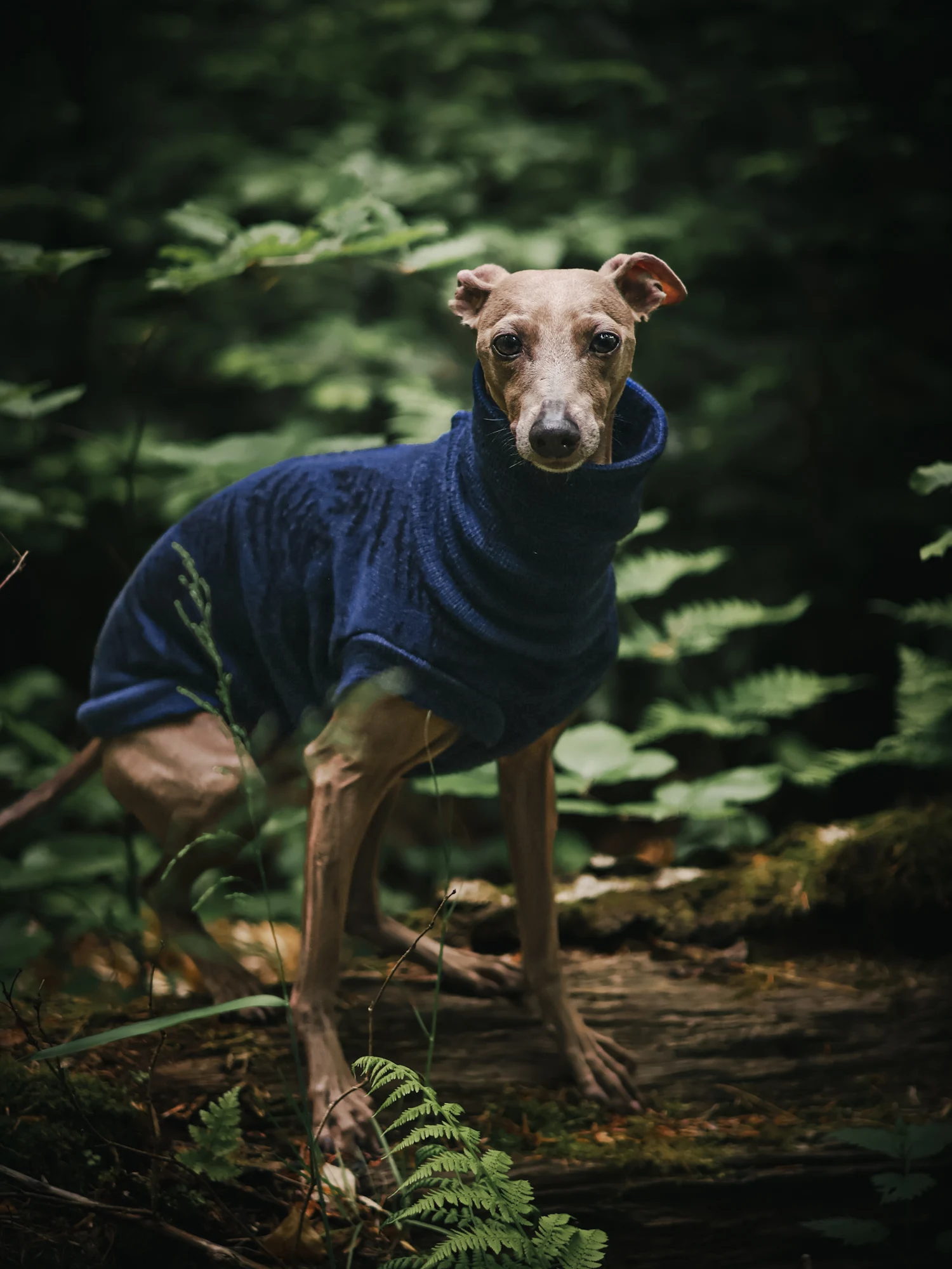 1000068867 kopia Custom Whippet merino wool Sweater – JACQUARD PATTERN - Image 6