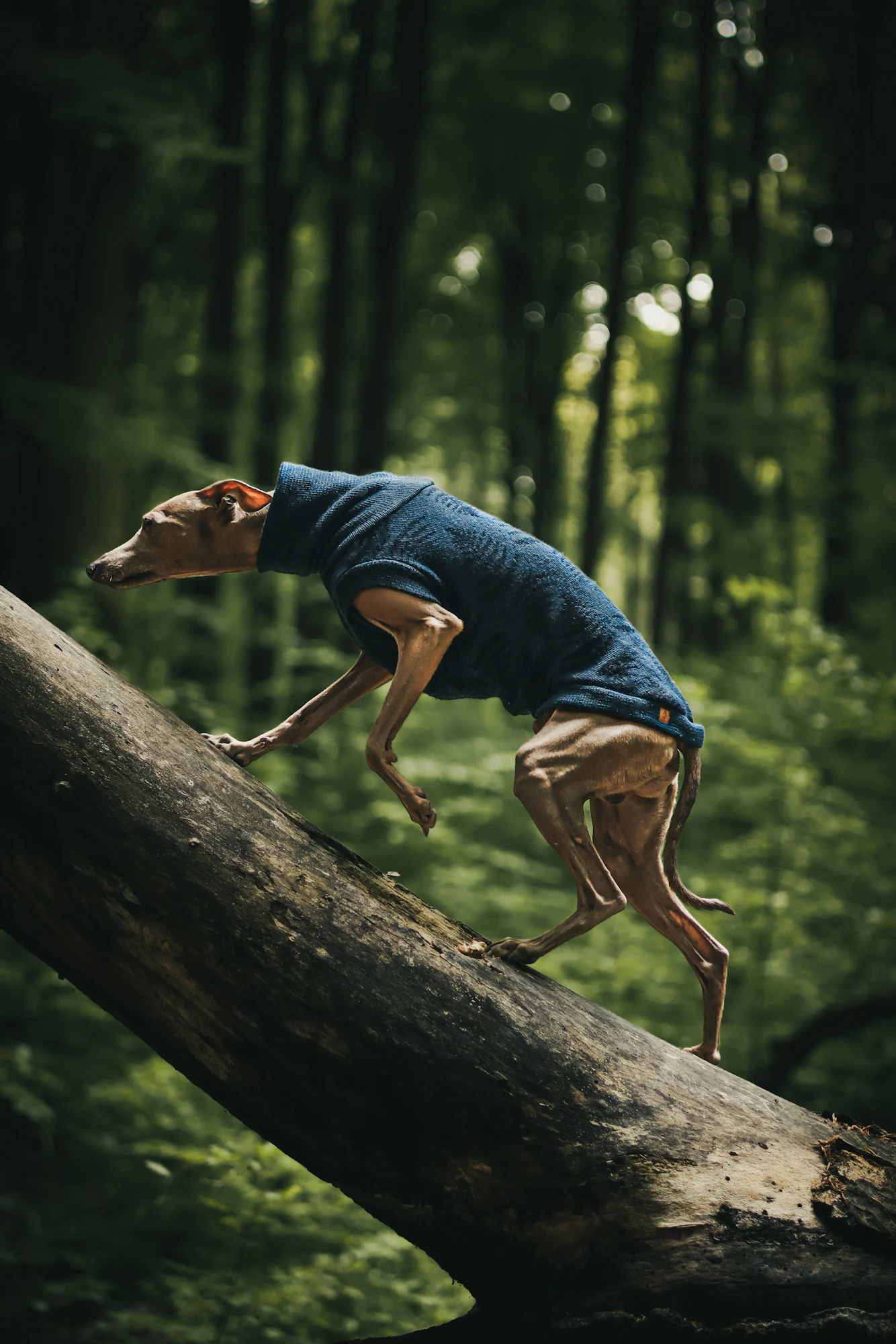 1000068870 kopia Custom Whippet merino wool Sweater – JACQUARD PATTERN - Image 2