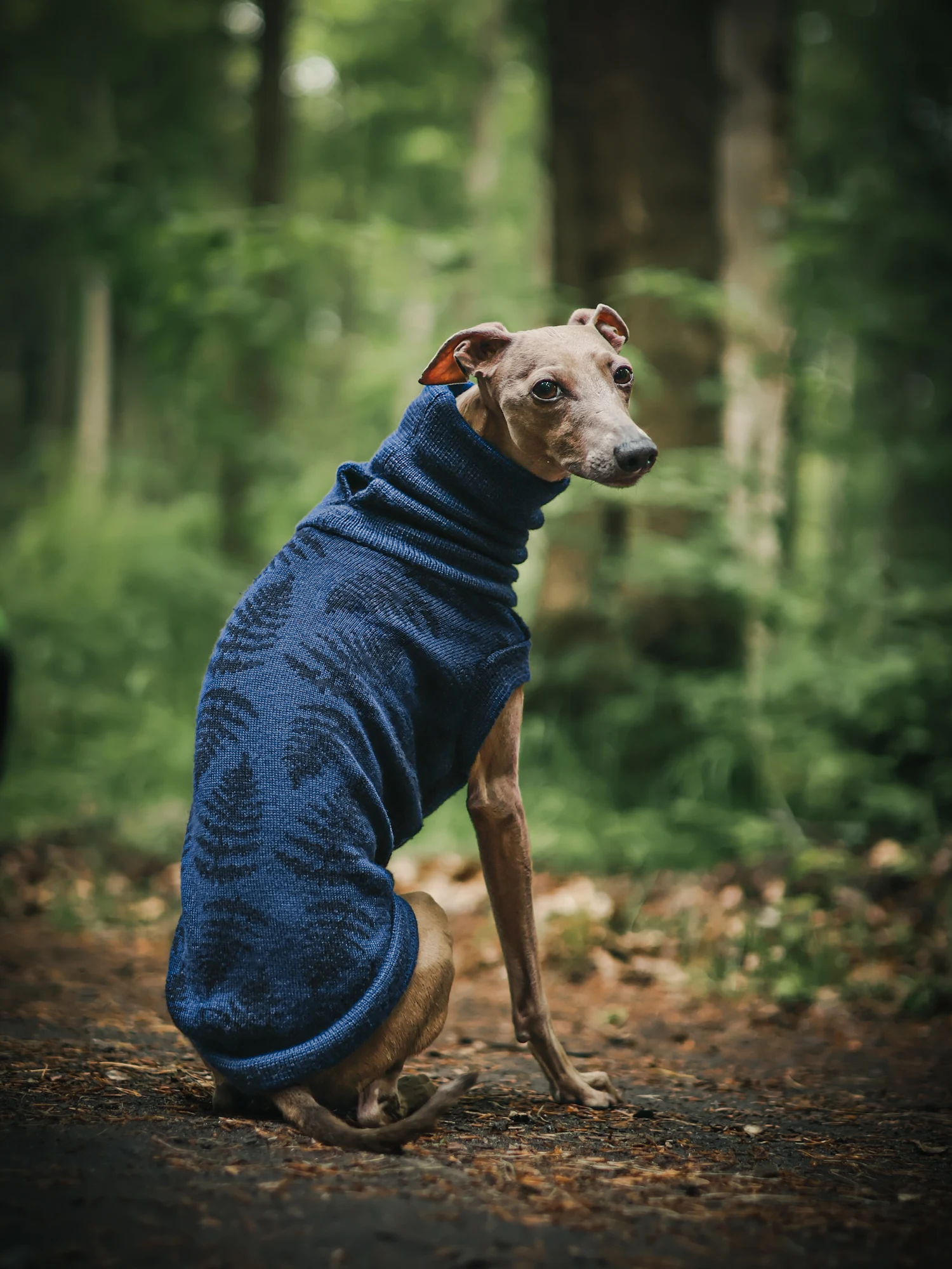 1000068886 kopia Custom Whippet merino wool Sweater – JACQUARD PATTERN - Image 1