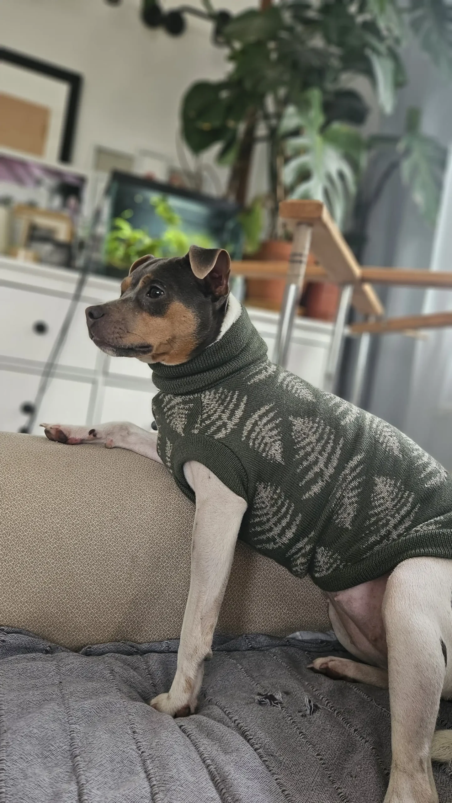 20250128_140518 kopia Custom Whippet merino wool Sweater – JACQUARD PATTERN - Image 14
