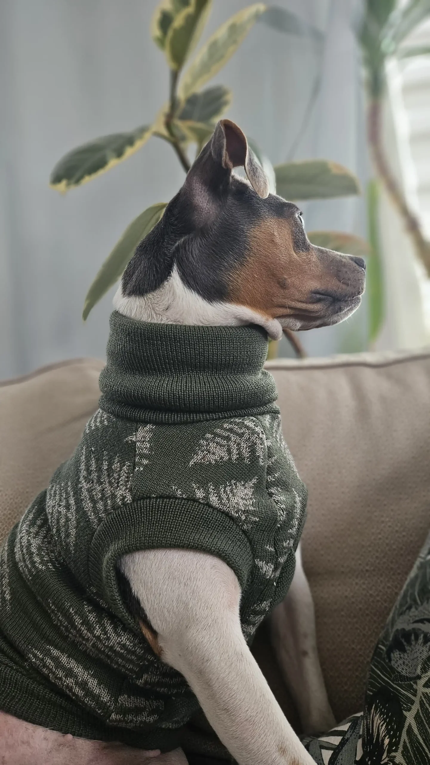 20250128_140830 kopia Custom Whippet merino wool Sweater – JACQUARD PATTERN - Image 11